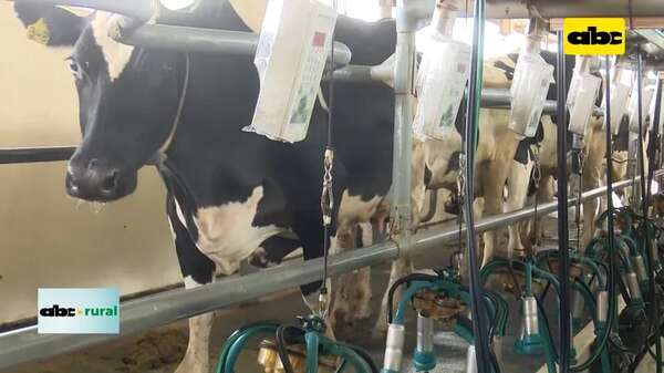 Video: Tecnología de precisión para control de vacas lecheras  - ABC Rural - ABC Color