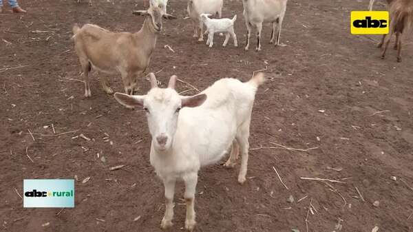 Video: habilitada la importación de semen ovino y caprino, de Brasil a Paraguay - ABC Rural - ABC Color