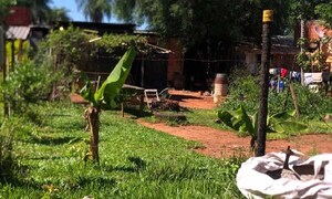 Hombre de 74 años muere tras ser atacado por abejas en Luque – Prensa 5