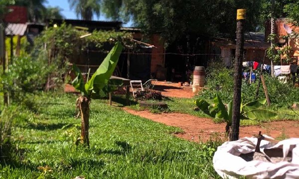 Hombre de 74 años muere tras ser atacado por abejas en Luque – Prensa 5