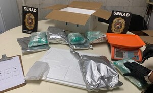 Aparece "importación" de marihuana desde los Estados Unidos de América - La Tribuna