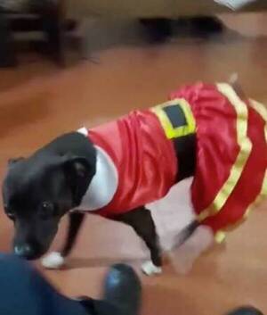 [VIDEO] "Chocha", la agente especial de la comisaría de Reducto
