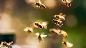 ¡Trágedia en Luque! Hombre fue atacado por enjambre de abejas y falleció - trece