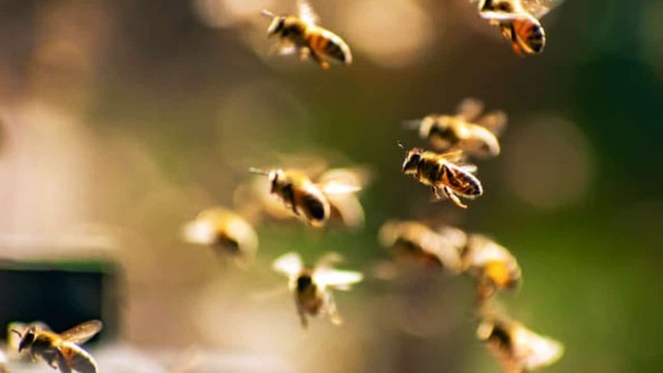 ¡Trágedia en Luque! Hombre fue atacado por enjambre de abejas y falleció - trece