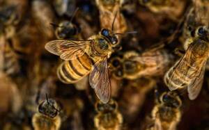 Luque: Un hombre falleció tras un terrible ataque de abejas - Unicanal