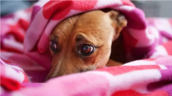 Defensa Animal pide proteger a las mascotas durante las celebraciones de Año Nuevo