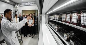 La Nación / IPS inauguró un moderno centro de terapia celular