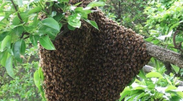 Abuelito murió luego de ser atacado por un enjambre de abejas