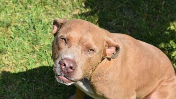 Un perro pitbull mata a su dueña de 83 años en Nicaragua