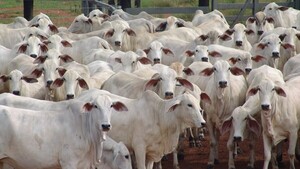 Abigeato a gran escala: Roban 160 cabezas de ganado en Concepción