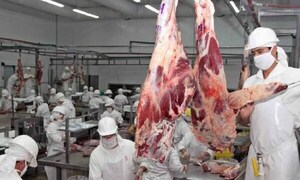 Carne paraguaya, aprobada para ir a Canadá – Prensa 5