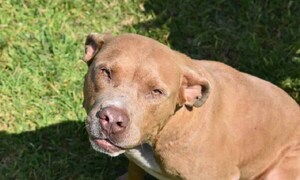 Un perro pitbull mata a su dueña de 83 años en Nicaragua – Prensa 5