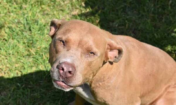 Un perro pitbull mata a su dueña de 83 años en Nicaragua – Prensa 5