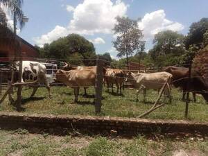Cuatreros reducen a peones y roban ¡160 vacas!