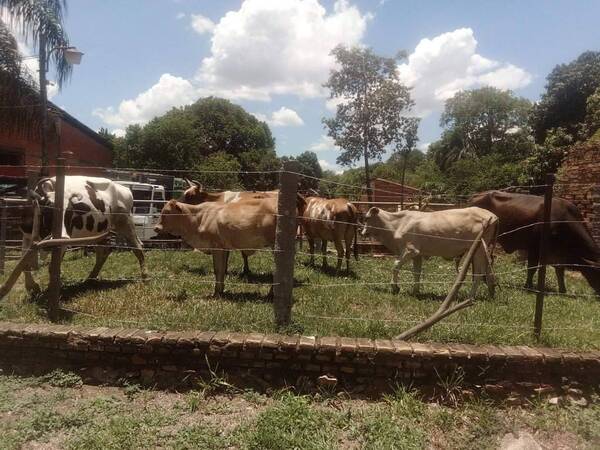 Cuatreros reducen a peones y roban ¡160 vacas!