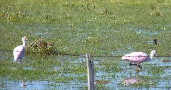 Unesco destaca esfuerzo de Paraguay para en el programa de protección del acuífero Guaraní - Mundo - ABC Color