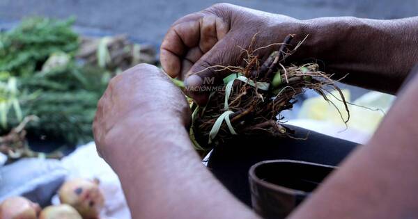 Diario HOY | Tereré “jorador”: las plantas medicinales para recuperarse tras las fiestas