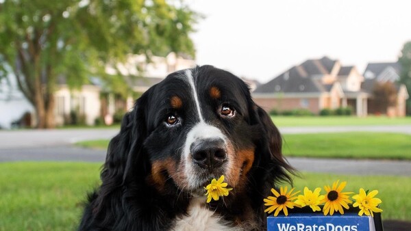 Video: Los momentos más graciosos y tiernos de los perros en el 2023