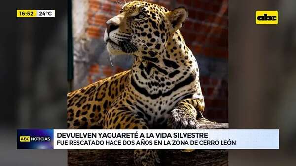 Chaco: yaguareté rescatado hace dos años volverá a la vida silvestre - ABC Noticias - ABC Color