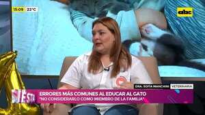 Video: errores más comunes al educar al gato - Ensiestados - ABC Color