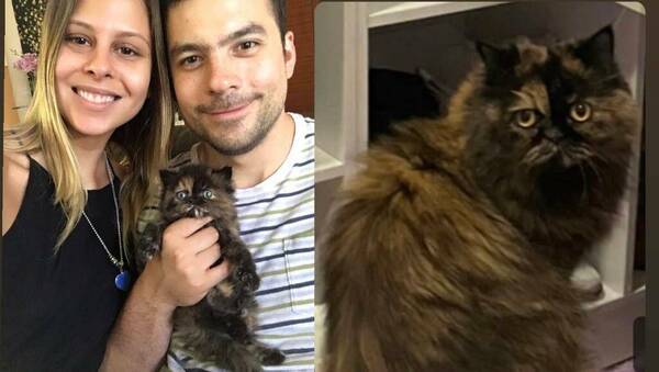 ¡Ofrece 2 millones! Ya va una semana y no aparece "Lola", la gata de la Quattrocchi