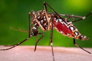 Dengue: más de 3.000 nuevos casos en las últimas semanas | 1000 Noticias