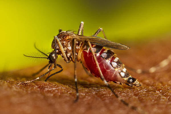 Se disparan los casos de dengue: casi 3.500 enfermos que, en su mayoría, son de Central