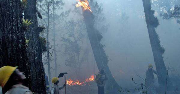 La Nación / El 2023, un año devastado por incendios forestales