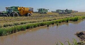 La Nación / Productores de arroz iniciaron resiembra en áreas afectadas por inundaciones