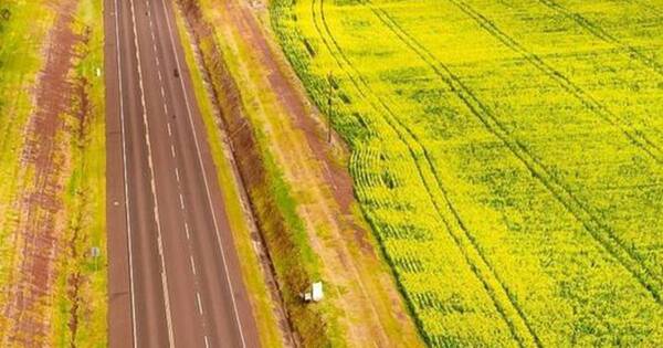 La Nación / Siembra de canola llegó a niveles récords este año