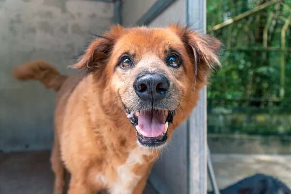 Los beneficios de adoptar un perro - Mascotas - ABC Color