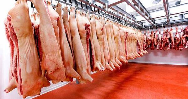 La Nación / Sector porcino proyecta buen clima de producción y busca atraer inversores