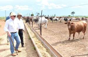 Precios bajos del ganado, mucha deuda y caída del hato, son desafíos, dice ARP - Nacionales - ABC Color