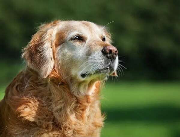 Mascotas: Cuidados para perros en edad avanzada - Mascotas - ABC Color