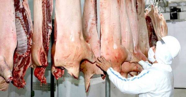 La Nación / En sector porcino auguran buen clima de producción