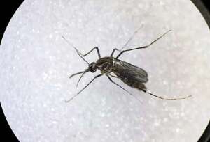 Dengue: el 30 por ciento de muertes corresponde a niños menores de 10 años - Nacionales - ABC Color