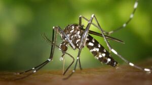 Triste: Nena de 6 años murió por dengue