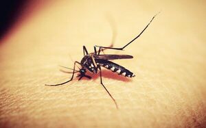 Niña de 6 años fallece por un cuadro de dengue en el Hospital de Caacupé - Oasis FM 94.3
