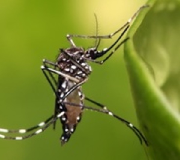 Dengue se cobra la vida de una niña de 6 años en Cordillera - Paraguay.com