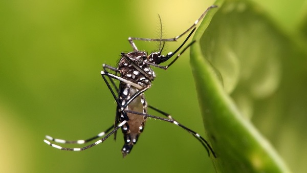 Niña de 6 años es la primera víctima fatal de dengue en 2024 - Noticias Paraguay
