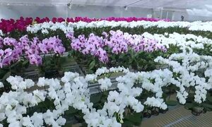 Taiwán y el proyecto de apoyo a la Producción de Orquídeas en Paraguay | Telefuturo