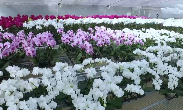 Taiwán y el proyecto de apoyo a la Producción de Orquídeas en Paraguay | Telefuturo