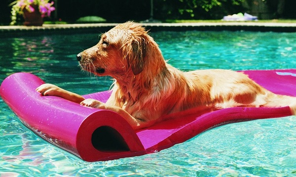 Perros en la piscina | Telefuturo