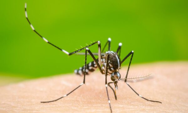 Adolescente también murió a causa de dengue en Ciudad del Este