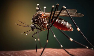 En el Hospital de Caacupé una niña de 6 años fallece por un cuadro de dengue