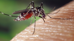 Advierten verano complicado con casos de dengue y covid-19 - Noticias Paraguay