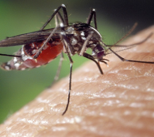 Salud advierte sobre elevados casos de dengue y covid para este verano - Paraguay.com