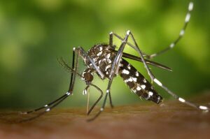 Epidemia de dengue afecta principalmente a la población infantil - El Trueno