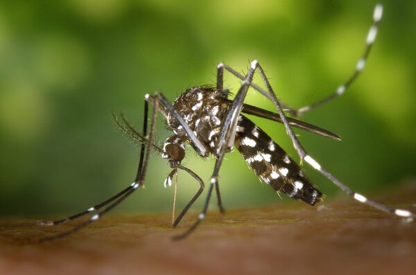 Epidemia de dengue afecta principalmente a la población infantil - El Trueno
