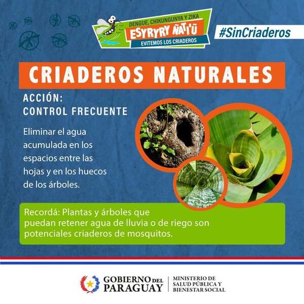 Salud Pública exhorta a la ciudadanía a eliminar criaderos de mosquitos
